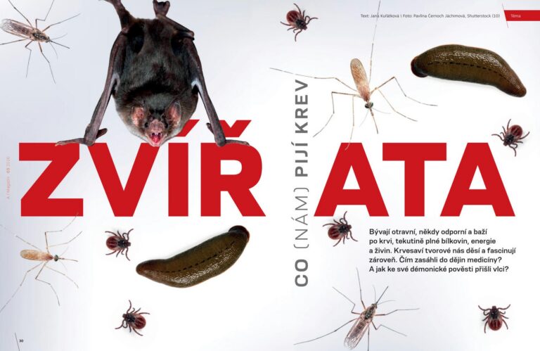 O zvířatech, co (nám) pijí krev – rozhovor v A / Magazínu se Zuzanou Vařákovou